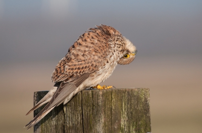 <i class='fa fa-user'></i>&nbsp;P.Teune&nbsp;|   Torenvalk&nbsp; <i class='fa fa-eye'>&nbsp;331</i> &nbsp; <i class='fa fa-comment-o'>&nbsp;7</i>