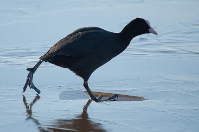 <i class='fa fa-user'></i>&nbsp;P.Teune&nbsp;|   Meerkoet&nbsp; <i class='fa fa-eye'>&nbsp;283</i> &nbsp; <i class='fa fa-comment-o'>&nbsp;12</i>