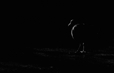 <i class='fa fa-user'></i>&nbsp;kruisje2000&nbsp;|   Meerkoet&nbsp; <i class='fa fa-eye'>&nbsp;438</i> &nbsp;<i class='fa fa-thumbs-up'>&nbsp;8</i> &nbsp; <i class='fa fa-comment-o'>&nbsp;16</i>