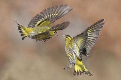 <i class='fa fa-user'></i>&nbsp;Johan G&nbsp;|   Sijs&nbsp; <i class='fa fa-eye'>&nbsp;695</i> &nbsp;<i class='fa fa-thumbs-up'>&nbsp;21</i> &nbsp; <i class='fa fa-comment-o'>&nbsp;13</i>