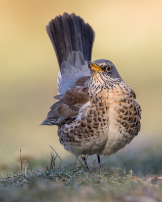 Voor de verandering nog maar eens een kramsvogel. Ik had er nog niet super veel beelden van maar na de afgelopen weken kan ik er een gans album mee vullen. Moeilijk om een keuze te maken en ik moet er nog veel bewerken. Deze vond ik uiteindelijk nog wel de moeite om te laten zien en dan zal ik er voorlopig maar stilletjes aan  mee stoppen voor het afgezaagd wordt.