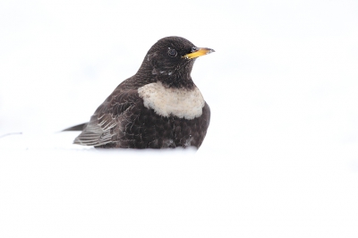 <i class='fa fa-user'></i>&nbsp;Alex Roetemeijer&nbsp;|   Beflijster&nbsp; <i class='fa fa-eye'>&nbsp;419</i> &nbsp;<i class='fa fa-thumbs-up'>&nbsp;5</i> &nbsp; <i class='fa fa-comment-o'>&nbsp;9</i>