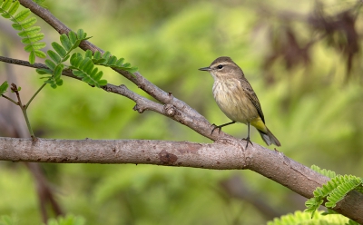 <i class='fa fa-user'></i>&nbsp;Bouke Atema&nbsp;|   Palmzanger&nbsp; <i class='fa fa-eye'>&nbsp;269</i> &nbsp; <i class='fa fa-comment-o'>&nbsp;1</i>