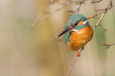 <i class='fa fa-user'></i>&nbsp;W. Schot&nbsp;|   IJsvogel&nbsp; <i class='fa fa-eye'>&nbsp;417</i> &nbsp; <i class='fa fa-comment-o'>&nbsp;9</i>