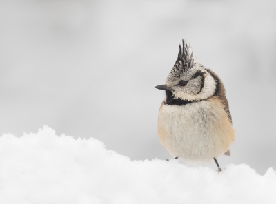 Als het begint te winteren ga ik elke dag even naar mijn boshut en zeker als er sneeuw ligt. Vandaag was er wel een laagje sneeuw maar de kuifmezen lieten zich niet zien dus deze opname is van afgelopen december toen er ook een paar dagen sneeuw lag.