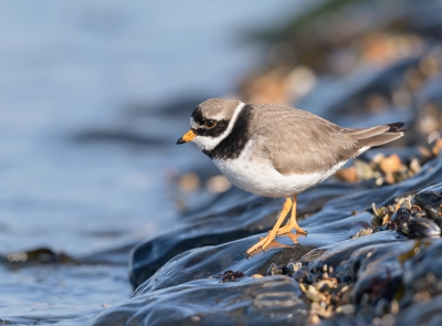 <i class='fa fa-user'></i>&nbsp;woodl&nbsp;|   Bontbekplevier&nbsp; <i class='fa fa-eye'>&nbsp;336</i> &nbsp;<i class='fa fa-thumbs-up'>&nbsp;2</i> &nbsp; <i class='fa fa-comment-o'>&nbsp;6</i>