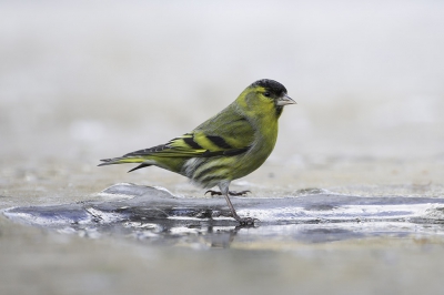 Foto gisteren gemaakt, de sijsjes kwamen regelmatig op het ijs om wat te drinken uit een klein wakje