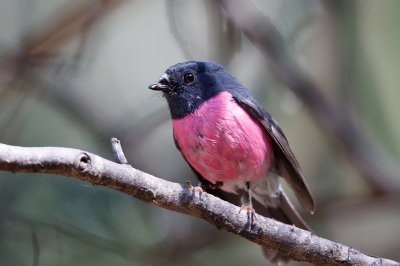 <i class='fa fa-user'></i>&nbsp;Kees de Jager&nbsp;|   Zwart-roze Vliegenvanger&nbsp; <i class='fa fa-eye'>&nbsp;306</i> &nbsp; <i class='fa fa-comment-o'>&nbsp;3</i>