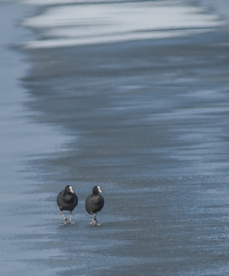 <i class='fa fa-user'></i>&nbsp;pietwil&nbsp;|   Meerkoet&nbsp; <i class='fa fa-eye'>&nbsp;453</i> &nbsp;<i class='fa fa-thumbs-up'>&nbsp;12</i> &nbsp; <i class='fa fa-comment-o'>&nbsp;20</i>