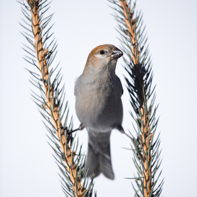 <i class='fa fa-user'></i>&nbsp;jan Luit&nbsp;|   Haakbek&nbsp; <i class='fa fa-eye'>&nbsp;361</i> &nbsp; <i class='fa fa-comment-o'>&nbsp;4</i>