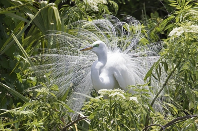 <i class='fa fa-user'></i>&nbsp;Jan Hendriks&nbsp;|   Amerikaanse Grote Zilverreiger&nbsp; <i class='fa fa-eye'>&nbsp;372</i> &nbsp; <i class='fa fa-comment-o'>&nbsp;5</i>