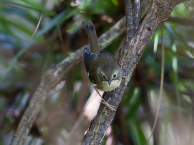 <i class='fa fa-user'></i>&nbsp;Paul van Giersbergen&nbsp;|   Tasmaanse Struiksluiper&nbsp; <i class='fa fa-eye'>&nbsp;201</i> &nbsp; <i class='fa fa-comment-o'>&nbsp;1</i>