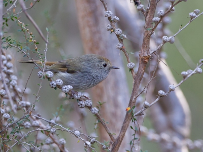 <i class='fa fa-user'></i>&nbsp;Paul van Giersbergen&nbsp;|   Tasmaanse Doornsnavel&nbsp; <i class='fa fa-eye'>&nbsp;239</i> &nbsp;<i class='fa fa-thumbs-up'>&nbsp;2</i> &nbsp; <i class='fa fa-comment-o'>&nbsp;7</i>