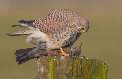 <i class='fa fa-user'></i>&nbsp;Robert Westerhof&nbsp;|   Torenvalk&nbsp; <i class='fa fa-eye'>&nbsp;641</i> &nbsp;<i class='fa fa-thumbs-up'>&nbsp;12</i> &nbsp; <i class='fa fa-comment-o'>&nbsp;16</i>