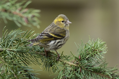 <i class='fa fa-user'></i>&nbsp;H.Kallenbach&nbsp;|   Sijs&nbsp; <i class='fa fa-eye'>&nbsp;392</i> &nbsp; <i class='fa fa-comment-o'>&nbsp;4</i>