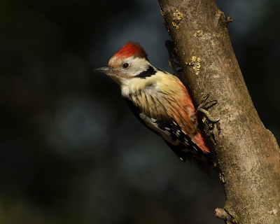 <i class='fa fa-user'></i>&nbsp;Rick Robaard&nbsp;|   Middelste Bonte Specht&nbsp; <i class='fa fa-eye'>&nbsp;545</i> &nbsp;<i class='fa fa-thumbs-up'>&nbsp;11</i> &nbsp; <i class='fa fa-comment-o'>&nbsp;17</i>