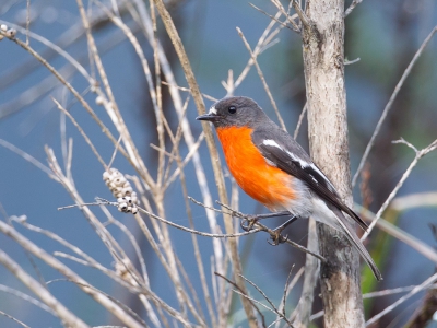 <i class='fa fa-user'></i>&nbsp;Paul van Giersbergen&nbsp;|   Vuurbuikvliegenvanger&nbsp; <i class='fa fa-eye'>&nbsp;300</i> &nbsp;<i class='fa fa-thumbs-up'>&nbsp;1</i> &nbsp; <i class='fa fa-comment-o'>&nbsp;1</i>