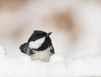 <i class='fa fa-user'></i>&nbsp;keesvanderklauw&nbsp;|   Zwarte Mees&nbsp; <i class='fa fa-eye'>&nbsp;475</i> &nbsp;<i class='fa fa-thumbs-up'>&nbsp;15</i> &nbsp; <i class='fa fa-comment-o'>&nbsp;18</i>