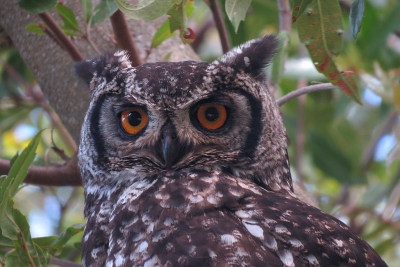 <i class='fa fa-user'></i>&nbsp;sieb&nbsp;|   Afrikaanse Oehoe&nbsp; <i class='fa fa-eye'>&nbsp;268</i> &nbsp; <i class='fa fa-comment-o'>&nbsp;3</i>