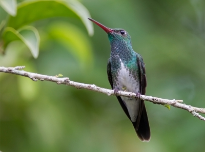 <i class='fa fa-user'></i>&nbsp;charlysax&nbsp;|   Blauwkeelsaffierkolibrie&nbsp; <i class='fa fa-eye'>&nbsp;179</i> &nbsp;<i class='fa fa-thumbs-up'>&nbsp;1</i> &nbsp; <i class='fa fa-comment-o'>&nbsp;1</i>