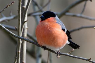 voor mij de eerst keer dat ik de goudvink  zag , vind het een hele mooie vogel