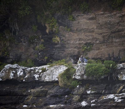 <i class='fa fa-user'></i>&nbsp;Bert Ooms&nbsp;|   Geeloogpingu�n&nbsp; <i class='fa fa-eye'>&nbsp;288</i> &nbsp;<i class='fa fa-thumbs-up'>&nbsp;1</i> &nbsp; <i class='fa fa-comment-o'>&nbsp;8</i>