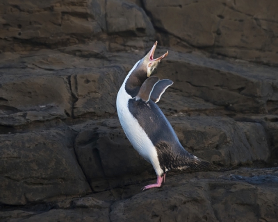 <i class='fa fa-user'></i>&nbsp;Bert Ooms&nbsp;|   Geeloogpingu�n&nbsp; <i class='fa fa-eye'>&nbsp;326</i> &nbsp;<i class='fa fa-thumbs-up'>&nbsp;1</i> &nbsp; <i class='fa fa-comment-o'>&nbsp;8</i>