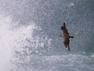 <i class='fa fa-user'></i>&nbsp;Bert Snijder&nbsp;|   Grote Jager&nbsp; <i class='fa fa-eye'>&nbsp;477</i> &nbsp;<i class='fa fa-thumbs-up'>&nbsp;1</i> &nbsp; <i class='fa fa-comment-o'>&nbsp;12</i>