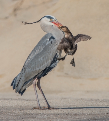 <i class='fa fa-user'></i>&nbsp;pietwil&nbsp;|   Blauwe Reiger&nbsp; <i class='fa fa-eye'>&nbsp;1646</i> &nbsp;<i class='fa fa-thumbs-up'>&nbsp;44</i> &nbsp; <i class='fa fa-comment-o'>&nbsp;43</i>