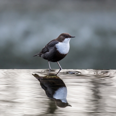 Jawel ook ik ging eens kijken bij de waterspreeuw. Voor mij is het wat makkelijker omdat ik bij waternet werk. Toch moet je we; wat geduld hebben om op het juiste moment te wachten.
Wat mij betreft is het de reflectie die de foto maakt.