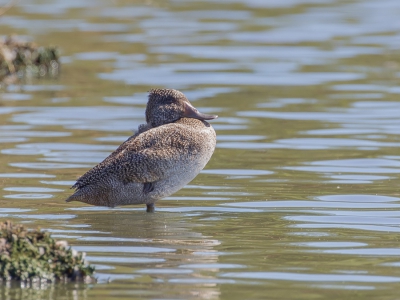 <i class='fa fa-user'></i>&nbsp;Paul van Giersbergen&nbsp;|   Stippeleend&nbsp; <i class='fa fa-eye'>&nbsp;232</i> &nbsp; <i class='fa fa-comment-o'>&nbsp;1</i>