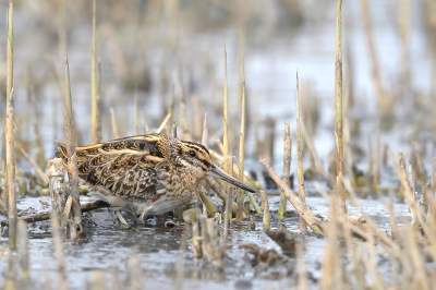 <i class='fa fa-user'></i>&nbsp;Lesley van Loo&nbsp;|   Bokje&nbsp; <i class='fa fa-eye'>&nbsp;691</i> &nbsp;<i class='fa fa-thumbs-up'>&nbsp;14</i> &nbsp; <i class='fa fa-comment-o'>&nbsp;18</i>