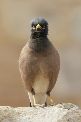 <i class='fa fa-user'></i>&nbsp;Ben Reitsma&nbsp;|   Treurmaina&nbsp; <i class='fa fa-eye'>&nbsp;255</i> &nbsp;<i class='fa fa-thumbs-up'>&nbsp;1</i> &nbsp; <i class='fa fa-comment-o'>&nbsp;4</i>