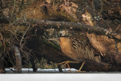 <i class='fa fa-user'></i>&nbsp;corvanspijk&nbsp;|   Roerdomp&nbsp; <i class='fa fa-eye'>&nbsp;560</i> &nbsp;<i class='fa fa-thumbs-up'>&nbsp;5</i> &nbsp; <i class='fa fa-comment-o'>&nbsp;15</i>