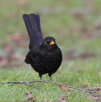 Deze had ik nog liggen. Als eerbetoon zullen we maar zeggen, want vanmorgen nog in het donker hoorde ik deze alt onder de zangvogels rondom mijn huis voor het eerst weer zingen, een waar genot om even naar te luisteren. Mannetjes zien er nu prachtig uit. Het voorjaar is in aantocht.

Canon EOS 20D, 400mm f/5.6; ISO 200, 1/250s, f/5.6, met rijstzak uit de auto.