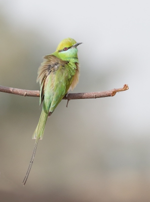 <i class='fa fa-user'></i>&nbsp;Ben Reitsma&nbsp;|   Kleine Groene Bijeneter&nbsp; <i class='fa fa-eye'>&nbsp;336</i> &nbsp;<i class='fa fa-thumbs-up'>&nbsp;6</i> &nbsp; <i class='fa fa-comment-o'>&nbsp;9</i>