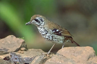 <i class='fa fa-user'></i>&nbsp;martin lok&nbsp;|   Vlekvleugellijster&nbsp; <i class='fa fa-eye'>&nbsp;261</i> &nbsp; <i class='fa fa-comment-o'>&nbsp;3</i>