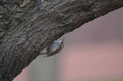 De meeste kou uit de lucht dus ook weer tijd om wat vogels weer op de gevoelige plaat te zetten.