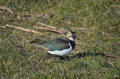 De meeste kou uit de lucht dus ook weer tijd om wat vogels weer op de gevoelige plaat te zetten.