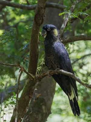<i class='fa fa-user'></i>&nbsp;Paul van Giersbergen&nbsp;|   Geeloograafkaketoe&nbsp; <i class='fa fa-eye'>&nbsp;279</i> &nbsp; <i class='fa fa-comment-o'>&nbsp;2</i>