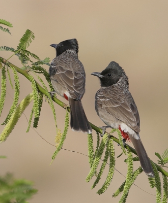 <i class='fa fa-user'></i>&nbsp;Ben Reitsma&nbsp;|   Roodbuikbuulbuul&nbsp; <i class='fa fa-eye'>&nbsp;355</i> &nbsp;<i class='fa fa-thumbs-up'>&nbsp;5</i> &nbsp; <i class='fa fa-comment-o'>&nbsp;15</i>