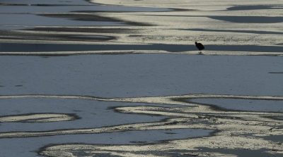 <i class='fa fa-user'></i>&nbsp;Fons Hoiting&nbsp;|   Meerkoet&nbsp; <i class='fa fa-eye'>&nbsp;468</i> &nbsp;<i class='fa fa-thumbs-up'>&nbsp;15</i> &nbsp; <i class='fa fa-comment-o'>&nbsp;19</i>