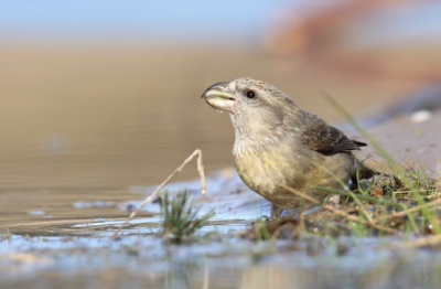 Het gespreksonderwerp van de vogelfotografen in mijn regio is de groep kruisbekken in Zeist. Ondanks er reeds prachtige foto's zijn gepost wil ik (als birdpix-maagd) natuurlijk niet achterblijven. &#9786;&#65039;