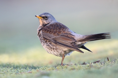 <i class='fa fa-user'></i>&nbsp;Luc Meert&nbsp;|   Kramsvogel&nbsp; <i class='fa fa-eye'>&nbsp;473</i> &nbsp;<i class='fa fa-thumbs-up'>&nbsp;2</i> &nbsp; <i class='fa fa-comment-o'>&nbsp;11</i>