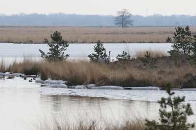 <i class='fa fa-user'></i>&nbsp;Henk Baptist&nbsp;|   Kraanvogel&nbsp; <i class='fa fa-eye'>&nbsp;543</i> &nbsp; <i class='fa fa-comment-o'>&nbsp;8</i>