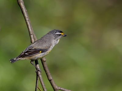 <i class='fa fa-user'></i>&nbsp;Paul van Giersbergen&nbsp;|   Geelvlekdiamantvogel&nbsp; <i class='fa fa-eye'>&nbsp;235</i> &nbsp; <i class='fa fa-comment-o'>&nbsp;0</i>