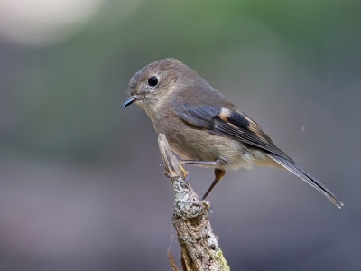 <i class='fa fa-user'></i>&nbsp;Paul van Giersbergen&nbsp;|   Zwart-roze Vliegenvanger&nbsp; <i class='fa fa-eye'>&nbsp;322</i> &nbsp;<i class='fa fa-thumbs-up'>&nbsp;4</i> &nbsp; <i class='fa fa-comment-o'>&nbsp;9</i>