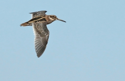 Nog geen vliegende Bokjes op Birdpix zodoende plaats ik deze foto.