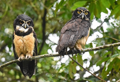 <i class='fa fa-user'></i>&nbsp;janusjansen&nbsp;|   Briluil&nbsp; <i class='fa fa-eye'>&nbsp;423</i> &nbsp;<i class='fa fa-thumbs-up'>&nbsp;4</i> &nbsp; <i class='fa fa-comment-o'>&nbsp;11</i>