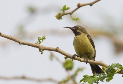 <i class='fa fa-user'></i>&nbsp;charlysax&nbsp;|   Ornaathoningzuiger&nbsp; <i class='fa fa-eye'>&nbsp;265</i> &nbsp; <i class='fa fa-comment-o'>&nbsp;1</i>